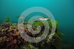 Reef with seaweeds and spotty wrasses