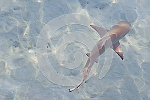 Reef shark