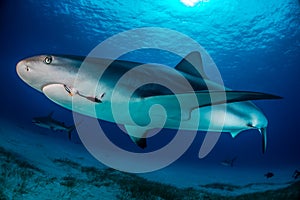 Reef Shark Bahamas