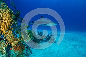 Reef Shark Bahamas