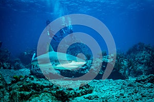 A reef shark Caracharhinus perezii on the reef at Sint Maarten