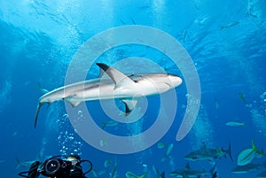 Reef Shark in Caribbean