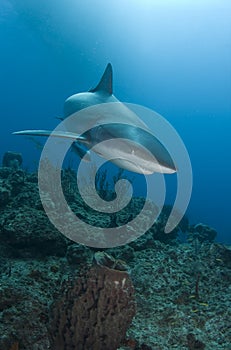 Reef Shark Close