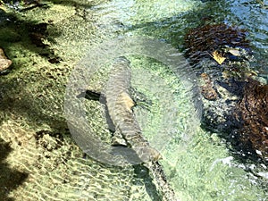 reef shark on the coastal waters of daydream island