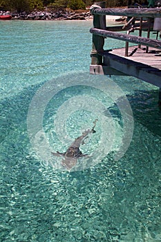 Reef shark hunting fish in clear water, Heron Island Australia