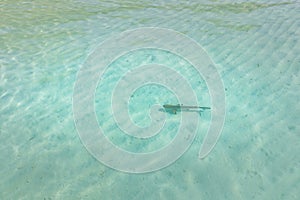 Reef shark in the shallow water in Maldives. Tropical ocean lagoon. sunny sand, pristine sea