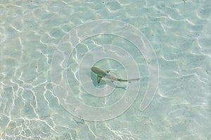 Reef shark in the shallow water in Maldives. Tropical ocean lagoon. sunny sand, pristine sea