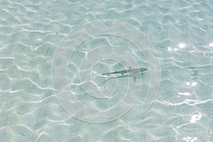 Reef shark in the shallow water in Maldives. Tropical ocean lagoon. sunny sand, pristine sea