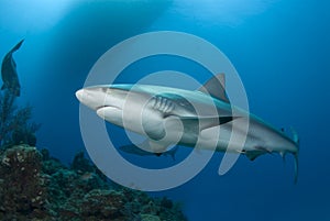 Reef Shark and Surface