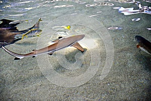 Reef Sharks Swimming