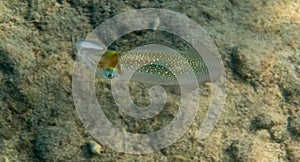 Reef squid