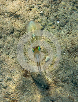 Reef squid