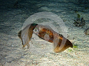 Reef squid, Fury Shoal