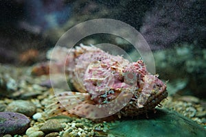 Reef stonefish in the aquarium