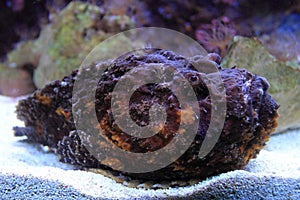 Reef stonefish photo