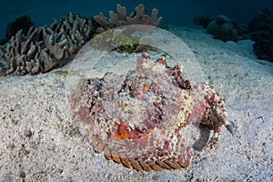 Reef Stonefish on Seafloor in Raja Ampat photo