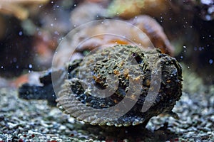 Reef stonefish Synanceia verrucosa