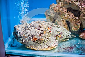 Reef stonefish Synanceia verrucosa , also known as the stonefish. Wildlife animal. photo