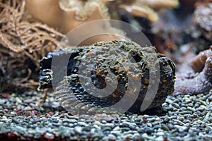 Reef stonefish (Synanceia verrucosa). photo