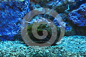 The Reef stonefish Synanceia verrucosa. photo