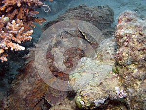 Reef Stonefish Synanceia verrucosa in the Red Sea