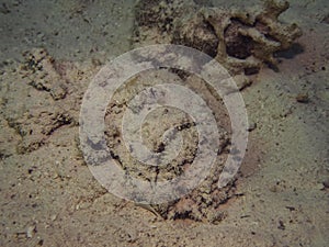 Reef Stonefish Synanceia verrucosa in the Red Sea