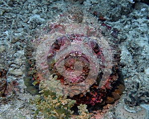 Reef Stonefish Synanceia verrucosa in the Red Sea