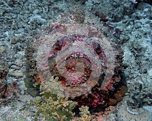 Reef Stonefish Synanceia verrucosa in the Red Sea photo