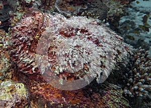 Reef Stonefish Synanceia verrucosa in the Red Sea