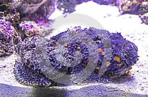 Reef Stonefish Synanceia verrucosa seen underwater photo