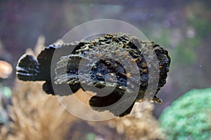 Reef stonefish (Synanceia verrucosa).