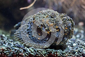 Reef stonefish (Synanceia verrucosa). photo