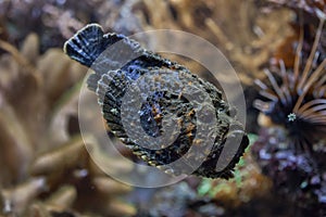 Reef stonefish (Synanceia verrucosa). photo