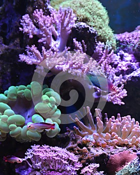 Reef tank, marine aquarium