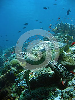 Reef turtle underwater sipadan borneo