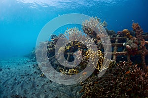 Reef photo