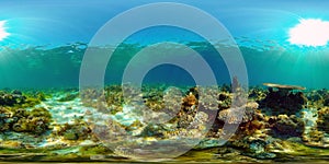 Coral reef and tropical fish underwater. Philippines. Virtual Reality 360