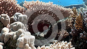 Reef of various corals underwater Red sea.