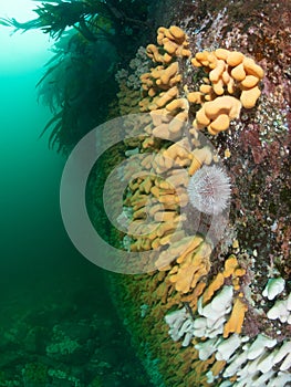 Alcyonium digitatum, Farne Islands, East coast, England