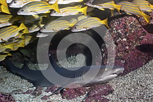 Reef white tip Triaenodon obesus resting in the bottom