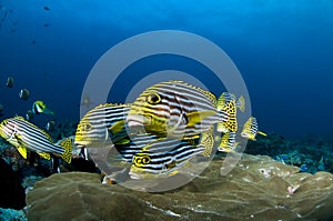 Reef and yellow fish, Indian ocean, Maldives