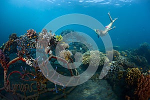 Reef photo