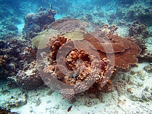 Reef in zanzibar