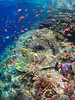 Typical coral reef in Komodo National Park photo
