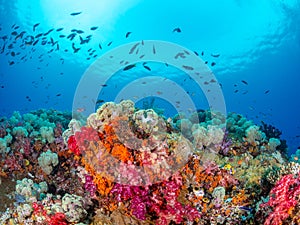 Richest reefs in the world. Misool, Raja Ampat, Indonesia photo