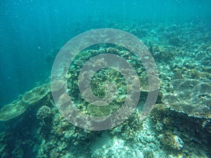 Reefs under the sea. Green carol group. Diving while traveling to Philippines