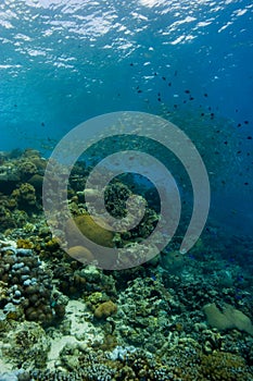 Reefscape with snapper shoal