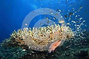 Reefscene with Fish and Corals