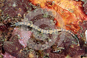 Reeftop Pipefish Corythoichthys haematopterus