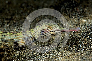 reeftop pipefish fish